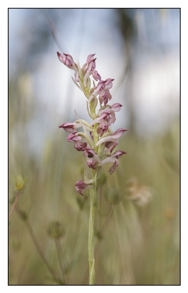 Anacamptis coriophora nei colli del Mugello